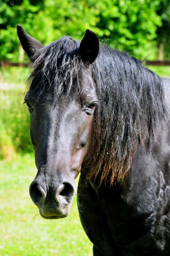 Les Gites Du Douet Du Houlle Courcy  エクステリア 写真